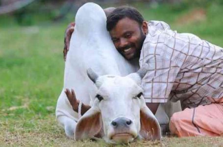 Pemerintah India Usulkan Warga Peluk Sapi Saat Hari Valentine