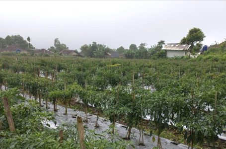 <em>Memasuki Ramadhan dan Hari Raya Idul Fitri 2023, Cabai Kabupaten Sukabumi Siap Pasok Pasar</em>