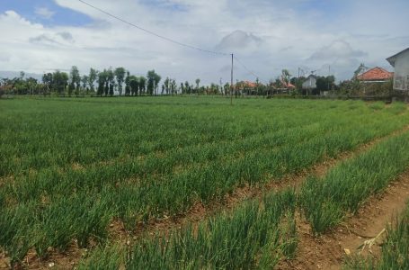 <em>Petani Bawang Merah Sampang Amankan Pasokan Bawang Merah Jelang Ramadhan dan Idul Fitri 1444 H</em>