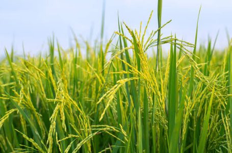 <em>Serikat Petani Sambut Baik Panen Raya Padi</em>