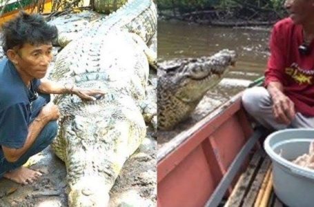 Setelah 26 tahun bersahabat, Buaya Riska berhasil dievakuasi oleh BKSDA