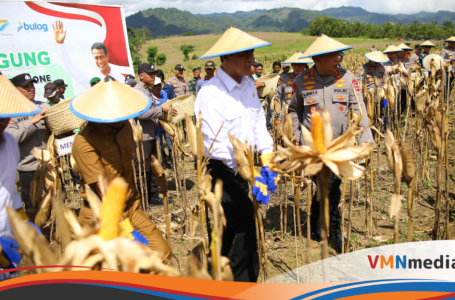 Mentan Amran: Kabar Gembira, Petani Jagung Dapat Dukungan 5 Triliun dari Presiden