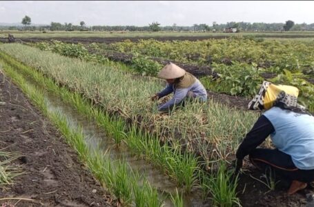 Marak Panen Cabai dan Bawang Merah di Berbagai Daerah, Harga Semakin Membaik