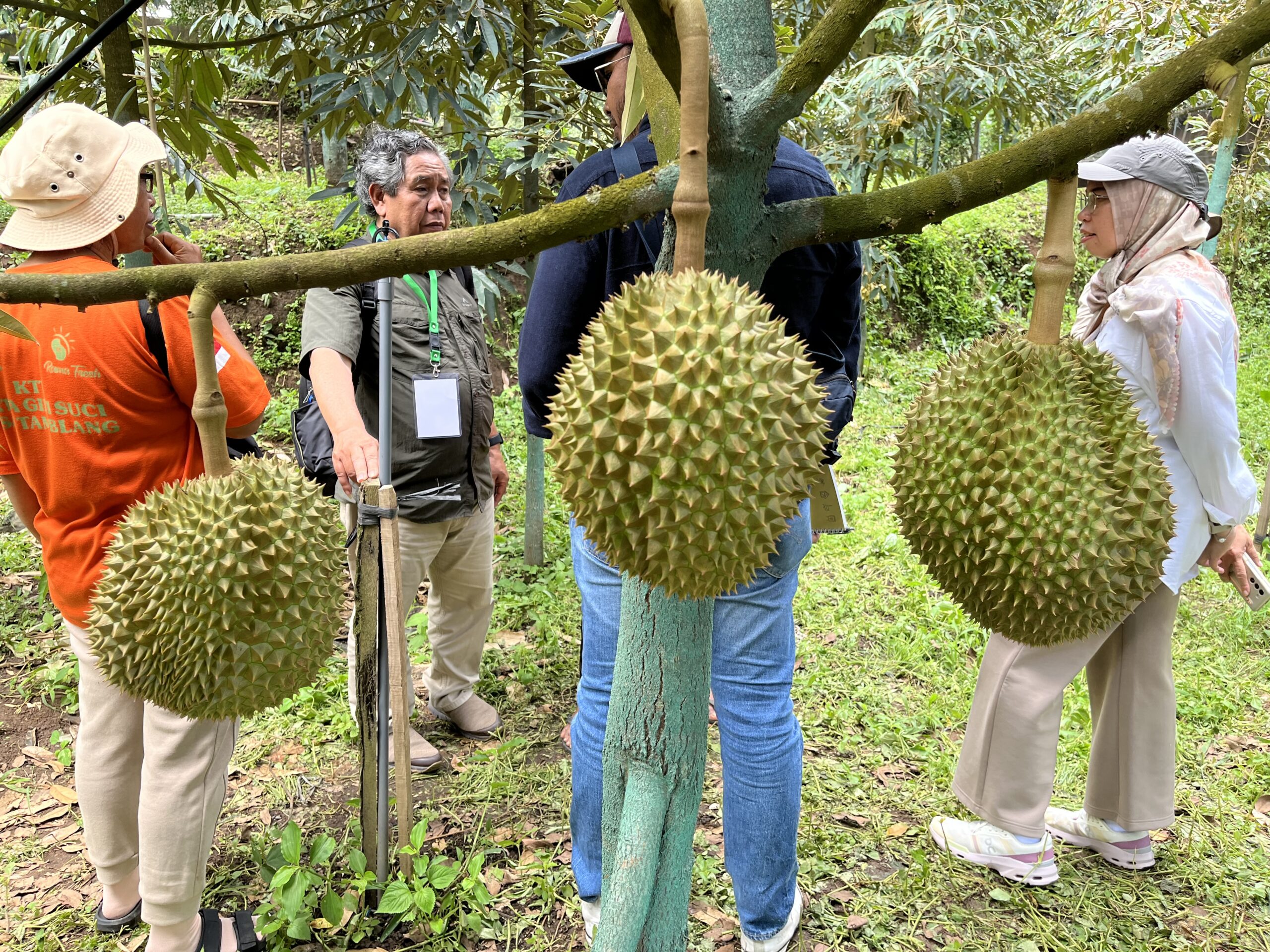 Melalui Program HDDAP, Kementan Akan Genjot Ekspor Hortikultura