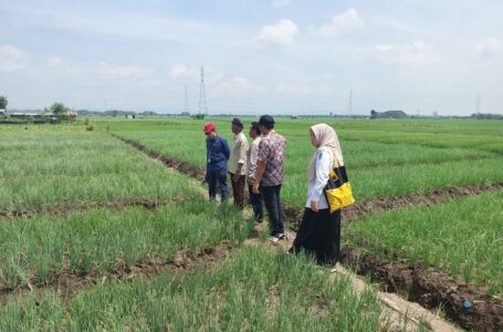 FIX AMAN! RIBUAN HEKTAR BAWANG MERAH NGANJUK MASUK PANEN DAN TANAM RAYA