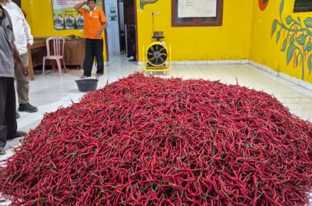 Stok Cabai Nasional Aman Jelang Idul Adha 1447 H, Kementan Pastikan Pasokan dan Harga Tetap Terkendali
