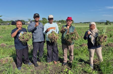 Jatim Panen Beruntun, Stok Bawang Merah Nasional Dipastikan Stabil